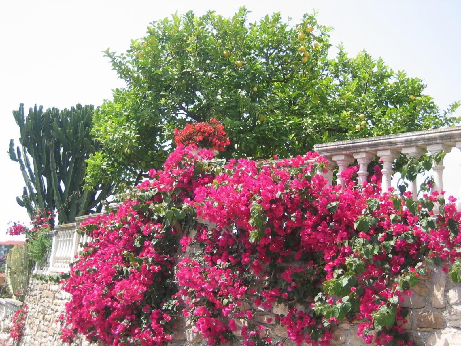 Villa Cà dei Conti à San Bartolomeo Al Mare Chambre photo
